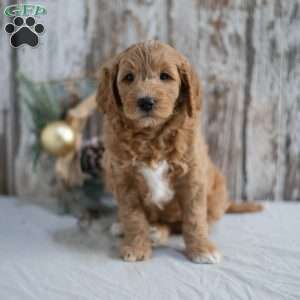 Gina, Mini Goldendoodle Puppy